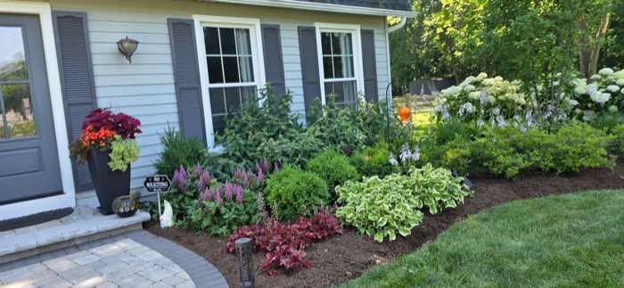 Front garden with hydrangeas and perennials beside a paver walkway