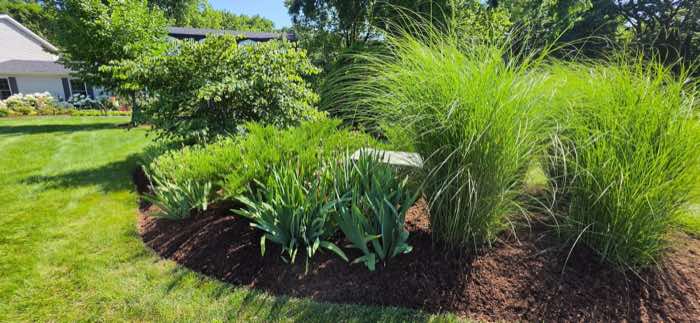 Ornamental grass bed with a freshly mulched, cut edge