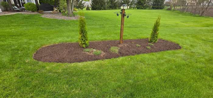 Mulch bed planted with arborvitae