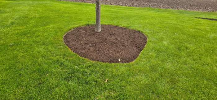 Circular tree ring with fresh mulch