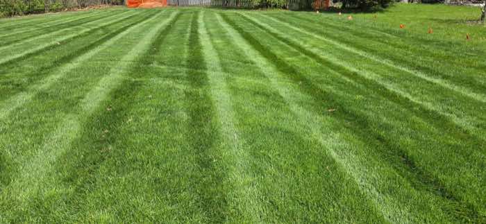Freshly mown lawn with cut stripes