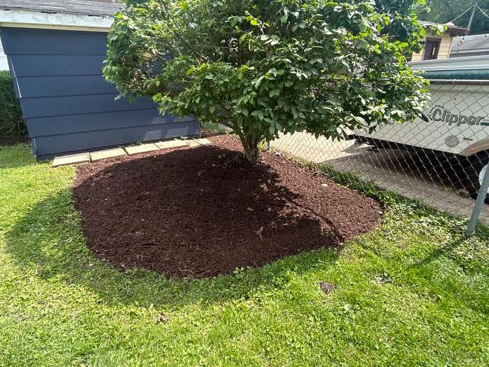 Fresh mulch bed beneath a tree