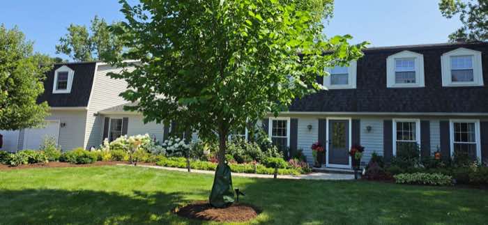 Front yard with a mature tree and planted beds